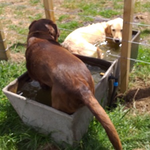 Dogs in Trough