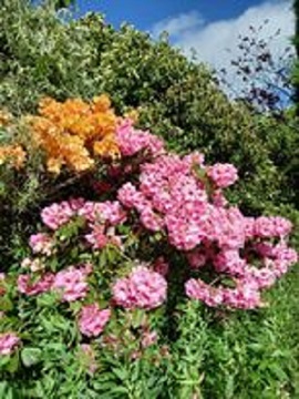 Rhododendron